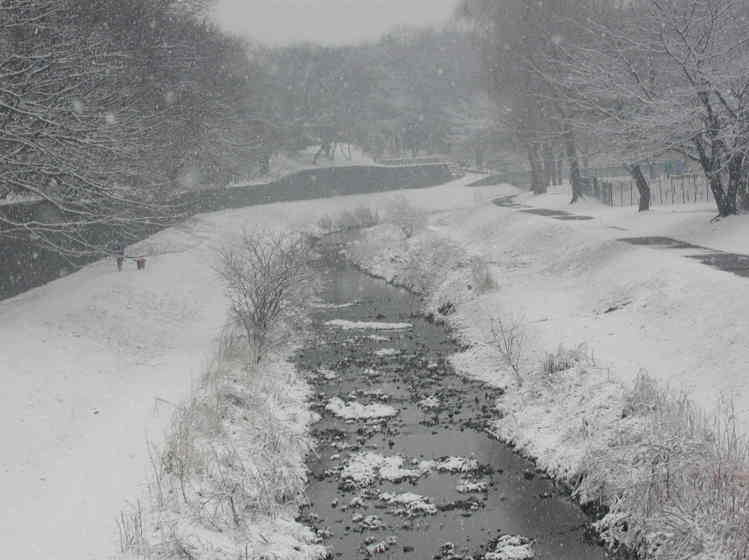 野川の冬
